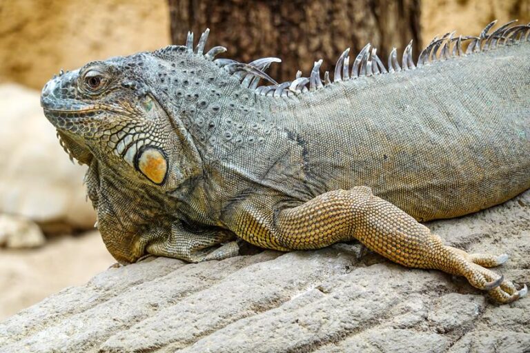 Conservatory Planning Permission Glasgow