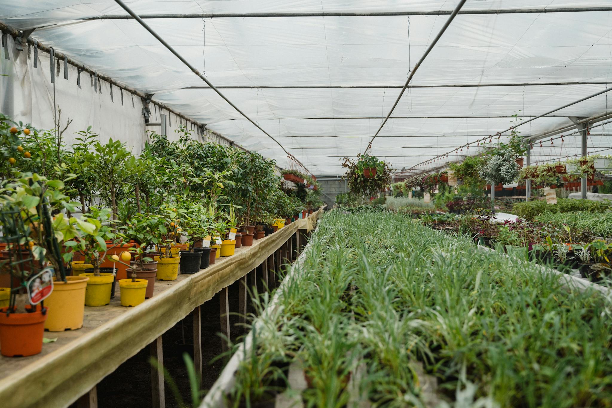 Green Plants on a Greenhouse