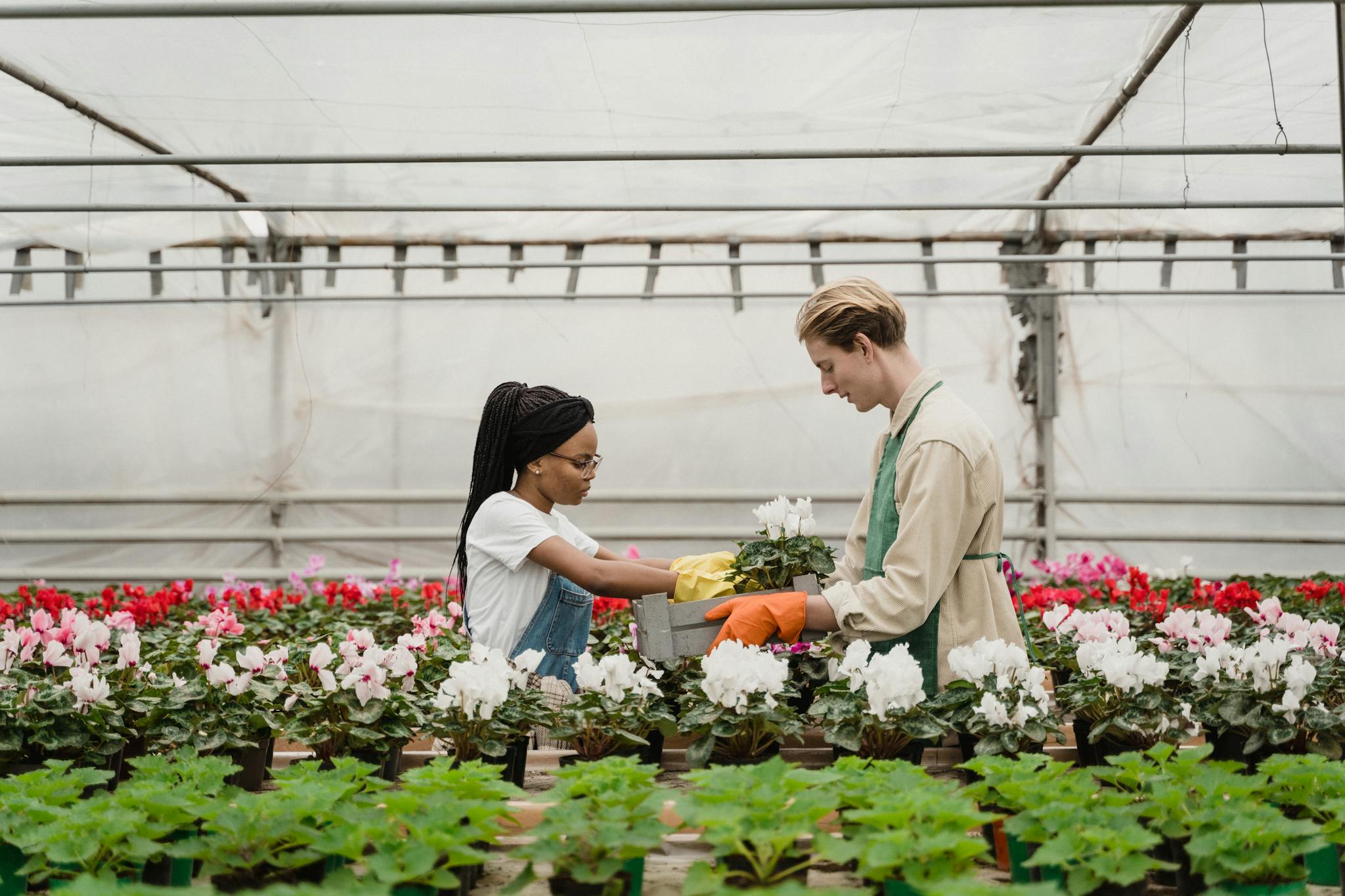Horticulturists taking care of Plants