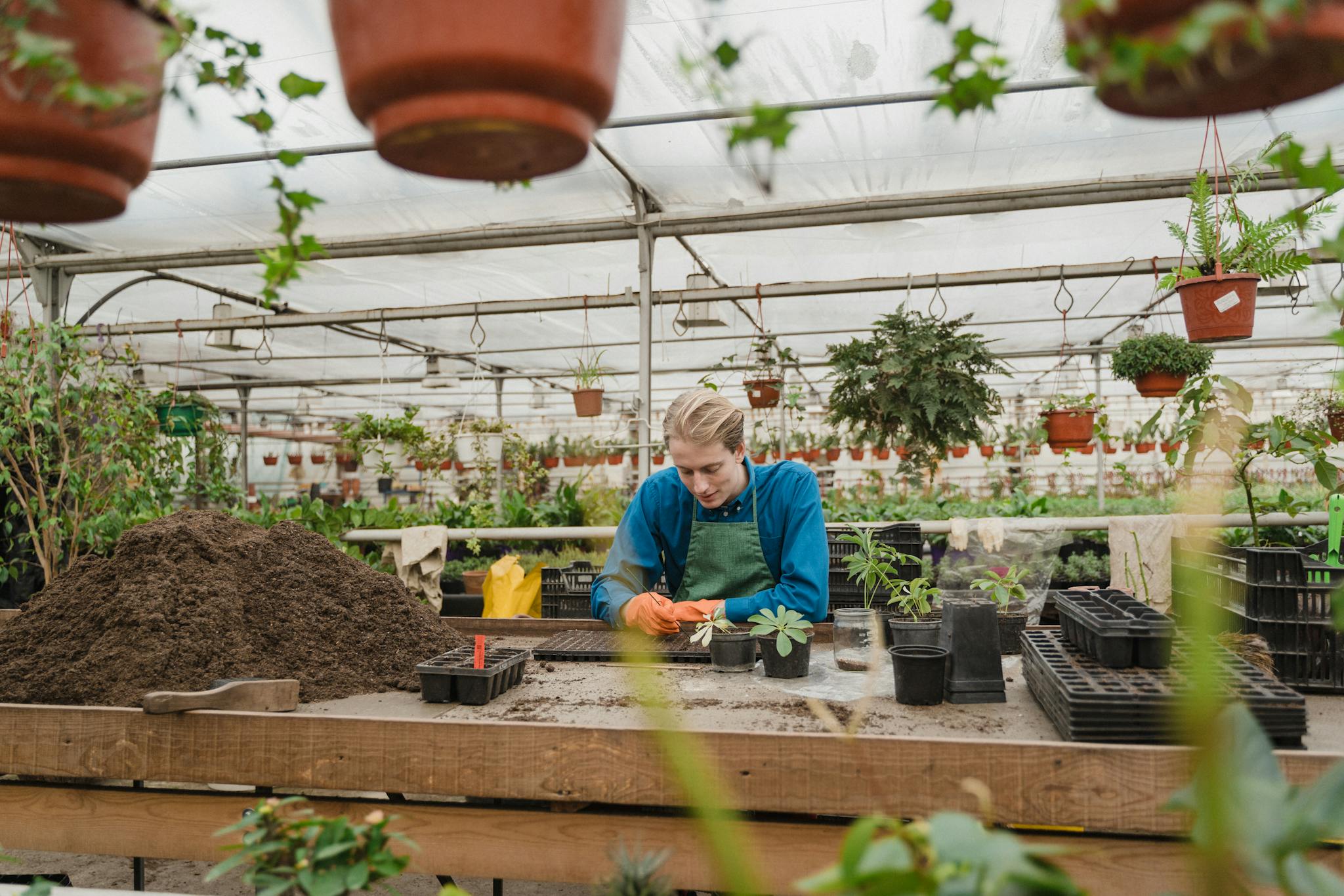 Man doing Gardening inside Glasshosue