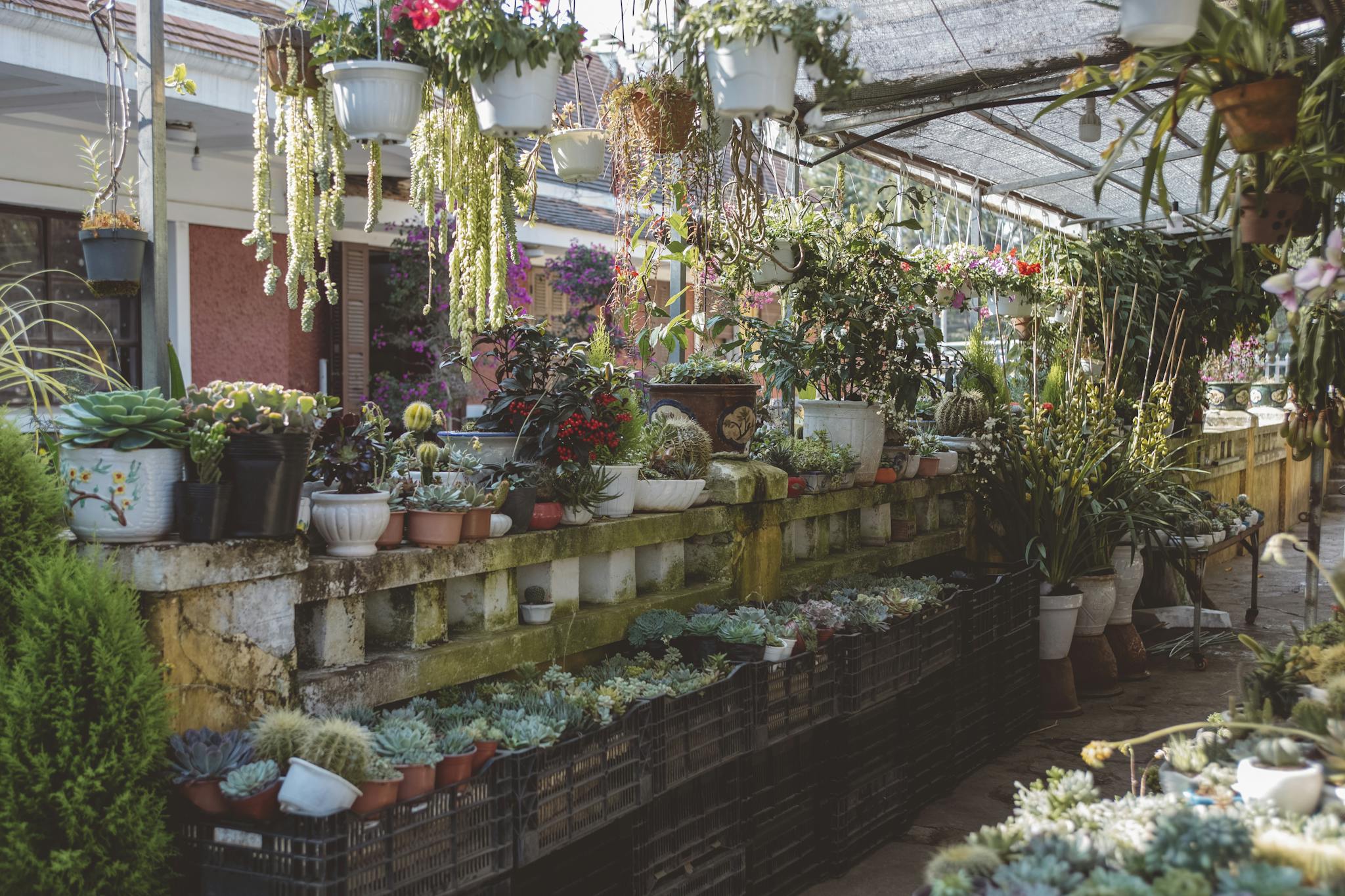 Variety of Potted Plants in a Conservatory